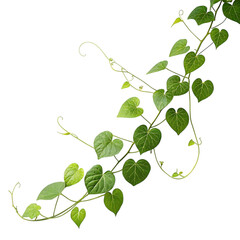 Green heart shaped leaves vine isolated on transparent background