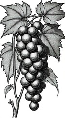 Fototapeta premium Black and white illustration of grapevine with detailed leaves and grapes sketch