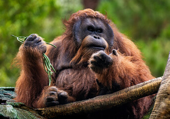 Orangutan eating vegetables in a natural forest environment