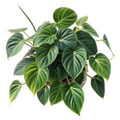 Philodendron micans plant isolated on transparent background