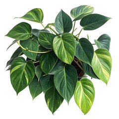 Heartleaf philodendron plant isolated on transparent background