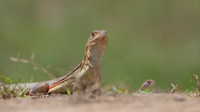 The lizard is poking its head out to find food.