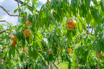 Tempting peaches ripe on the branches