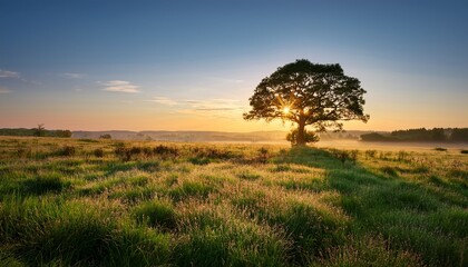 sunrise on a grassy field with a solitary tree