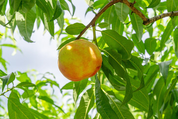 Tempting peaches ripe on the branches