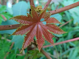 leaf of a tree green 