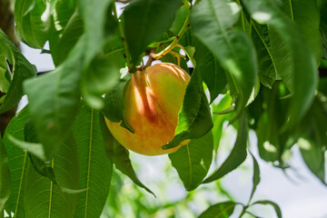 Tempting peaches ripe on the branches