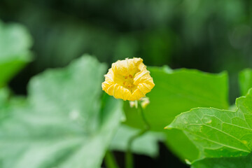 Yellow loofah flowers blooming in the summer countryside
