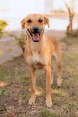 Smiling Caramel Dog