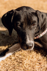 Medium-sized black dog with white chest and paws, wearing a patterned harness, lying on dry grass,...