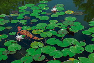 koi fish in the pond