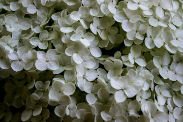 close up of a flower