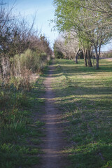 Obraz premium path in the park