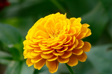 red carnation flower