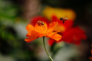 red carnation flower