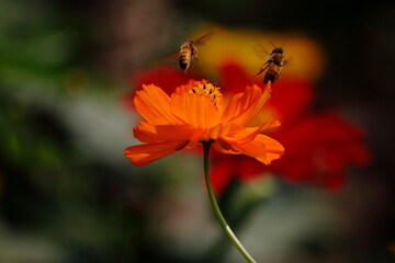 red carnation flower