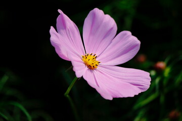 Obraz premium red carnation flower