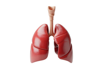 Anatomical Lungs and Trachea Illustration Detailed Medical Visualization of Respiratory System Perfect for Educational Material on transparent background