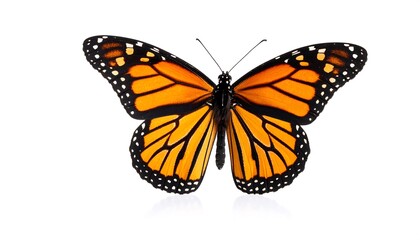 Fototapeta premium Monarch butterfly, wings spread, against white background