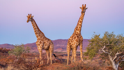 Magical encounter with two giraffes in the wild, Augrabies National Park, South Africa