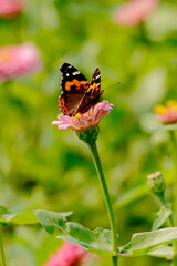 butterfly on flower