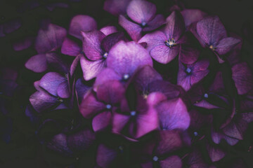 紫陽花