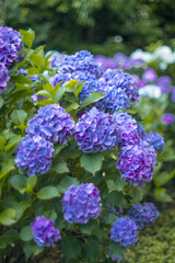 紫陽花