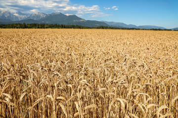 Golden wheat ripens under the sun across fertile farmland, while the majestic Alps rise in the distance. Part of the “Agriculture” series.