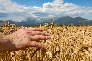 Hand gently touching golden wheat in a sunlit field with mountains and blue sky in the background. Summer harvest scene with a natural rural landscape. Part of the “Agriculture” series.