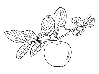 Apple Branch with Fruits Outline Vector Illustration,Apples hanging from a trees branch in Natural view,Apple tree branch with flowers, leaves and hanging ripe sweet fruit line icon vector illustratio © cmmedia99