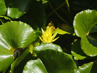 a yellow lotus flower blossom in the pond with green leaves in sunny day in the garden