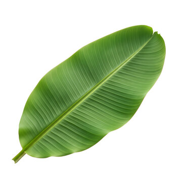 A large vibrant green banana leaf with prominent parallel veins and a textured surface isolated on a transparent background