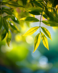 Fresh Green Leaves in Morning Sunlight – Nature Background with Bokeh