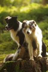Two dogs are sitting on a log in the woods