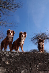 Three brown and white dogs are standing on a wall, looking up at the sky