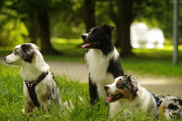 Three dogs are sitting in a grassy field, one of which is wearing a h