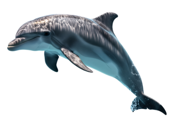 A graceful bottlenose dolphin swims in the ocean water with its mouth open and a happy expression png isolated on transparent background