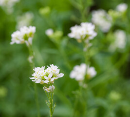 Beautiful close-up of berteroa incana