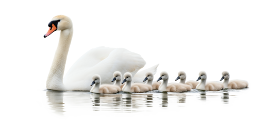 Majestic mother swan gliding gracefully with her adorable cygnets in a calm lake