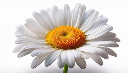 beautiful white daisy isolated on white background