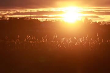 Field of tall grass with a bright sun in the sky