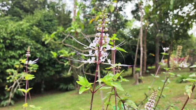 Orthosiphon aristatus Plant or Cat's whiskers (kumis kucing) Also known as Java Tea. Nature blurred background.