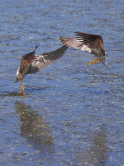 Pair of willet shorebirds mating courting, playing in shallow saltwater marsh water. 