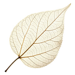 Obraz premium Natural beauty, highlighting freshness, simplicity, and organic elegance perfectly.