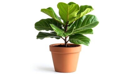 Obraz premium Potted fiddle leaf fig plant, vibrant green leaves