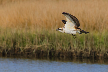 Osprey hunting for fishing as prey. 