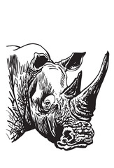 Graphical portrait of  rhino isolated on white,vector illustration