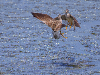 Pair of willet shorebirds mating courting, playing in shallow saltwater marsh water. 
