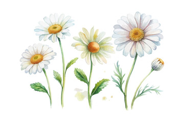 set of watercolor Chamomile Branch vector illustration isolated on white background