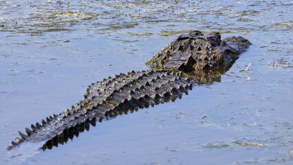 American alligator swimming in habitat in water. 